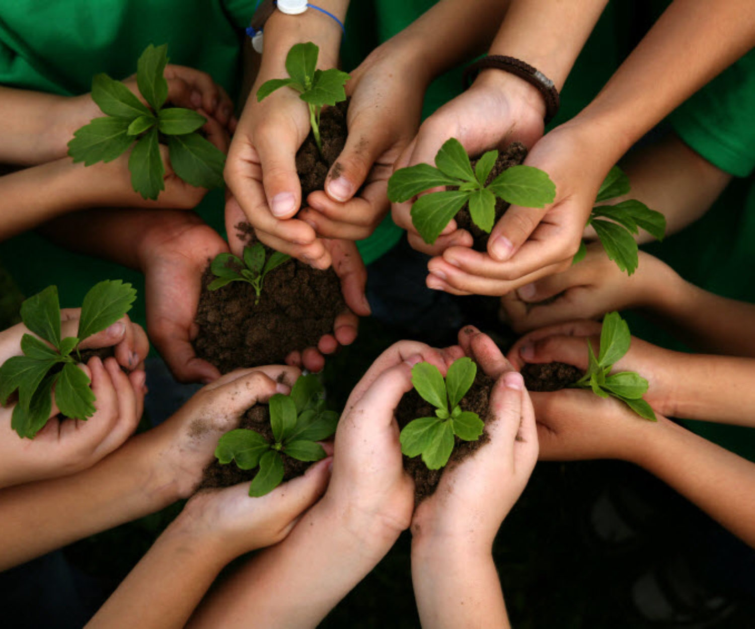 tree planting project 2018