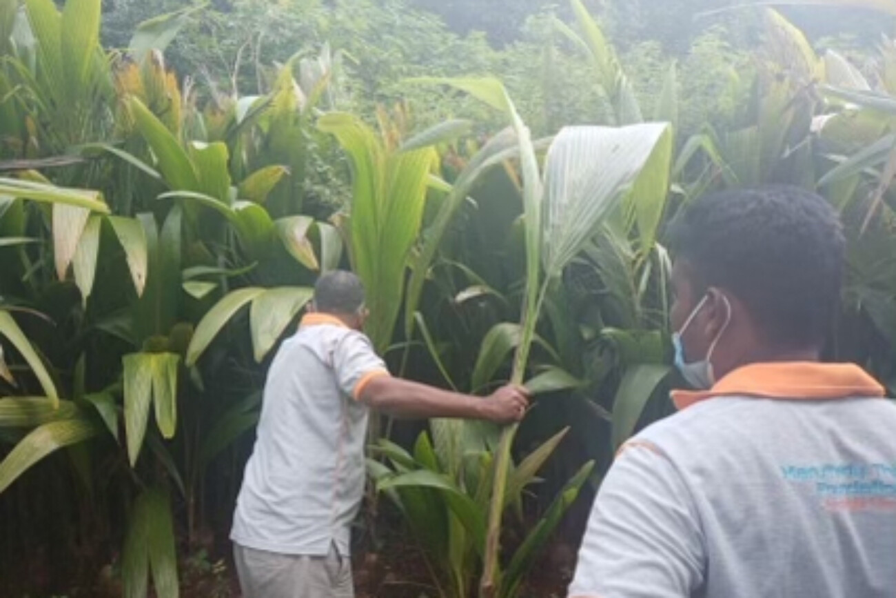 tree planting project 2020